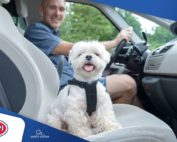 Togliere l’odore di cane in auto con la sanificazione con l’ozono