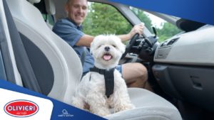 Togliere l’odore di cane in auto con la sanificazione con l’ozono